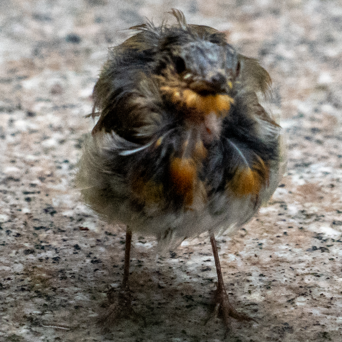 Photography by Chris Allington